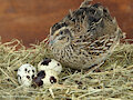 Quail update #2 by Faennec