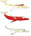 Christopher Bland The Whale's anatomy type by ChrisTheWhaleKing