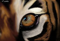 the eye of the tiger