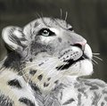 Snowleopard Portraits