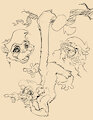 240211 Aevsmonkey sketches by Animancer