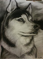 Husky Portrait by Dbruin