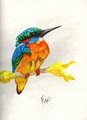 Kingfisher by Fuf