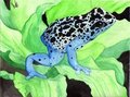 Poison dart frog by Fuf
