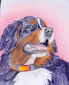 Bo my berner by Couger