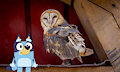 Bluey and the Barn Owl at Stone Zoo