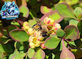 Busy Bee on Blooming Flowers