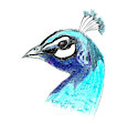 Peacock head