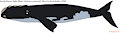 North Atlantic Right Whale