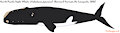 North Pacific Right Whale