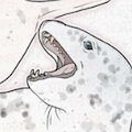 LEOPARD SEAL BUNDLE