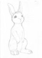 Insomnia Bunny...cuteness overload edition