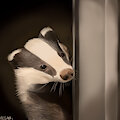 Badger by AlcosaurusRex