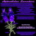 Aphrodisiac Lavenders