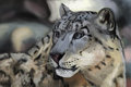 Snow Leopard Study 1 by datdudegil