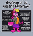 Anatomy of the Ontario Timberwolf by Babsiwuff