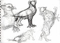 hyena/pigeon gryphons