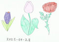 Crocus, Tulip and a rose by KatarinaTheCat18