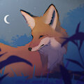 Fox at night by barnOwl