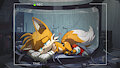 The Life of a VEX Named Tails