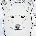 COYOTE BUNDLE by NorthernRed