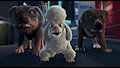 The strays into friends