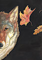coyote water color