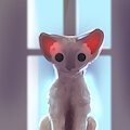 The window owl