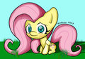 Fluttershy -complete- by RequiemShade