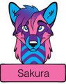 Sakura ID by iluffsasuke