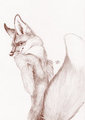 Coy Fox by Vurt
