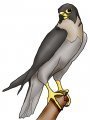 Peregrine Falcon  by SiraLoba