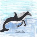 Orcala the Killer Whale Horse