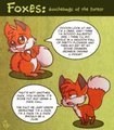 Foxes: Douchebags of the Forest by technicolorpie
