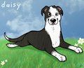 SUMMER SALE: Daisy dog