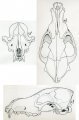 DftS: Coyote Skull 