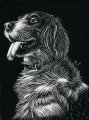 Dog Scratchboard 