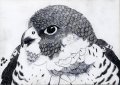 Falcon Scratchboard 