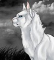 Cloudtail by HeroWuff