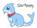 sharkpuppy