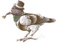 Dapper Pigeon