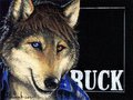 Buck - Reference Shots and Commissions