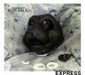 TCF Express - Feline Head Kit for Sale