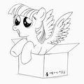 Filly-in-a-box