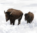 bison and son 