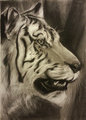 Tiger Portrait by Dbruin