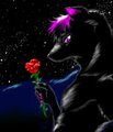 A shadow grasps the rose