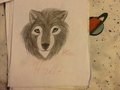 An Wolf