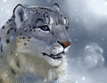 Animal Portrait - Snow Leopard