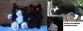 Plush my Cat challenge by KitsuneGemma